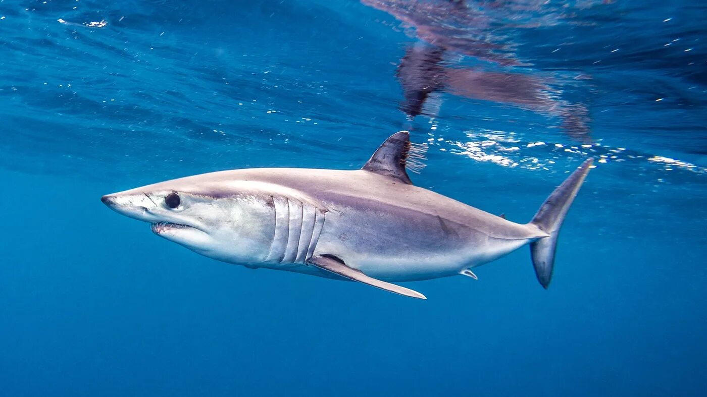 Акула мако опасна ли для человека. Акула мако. Серо голубая акула мако. Сельдевая акула мако. Мако акула чернорылая.
