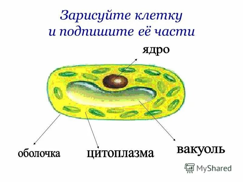 Любая клетка состоит. Оболочка ядро цитоплазма главные части клеток. Схема клетки 5 класс биология. Зарисуйте и подпишите клетки. Клетка части клетки.