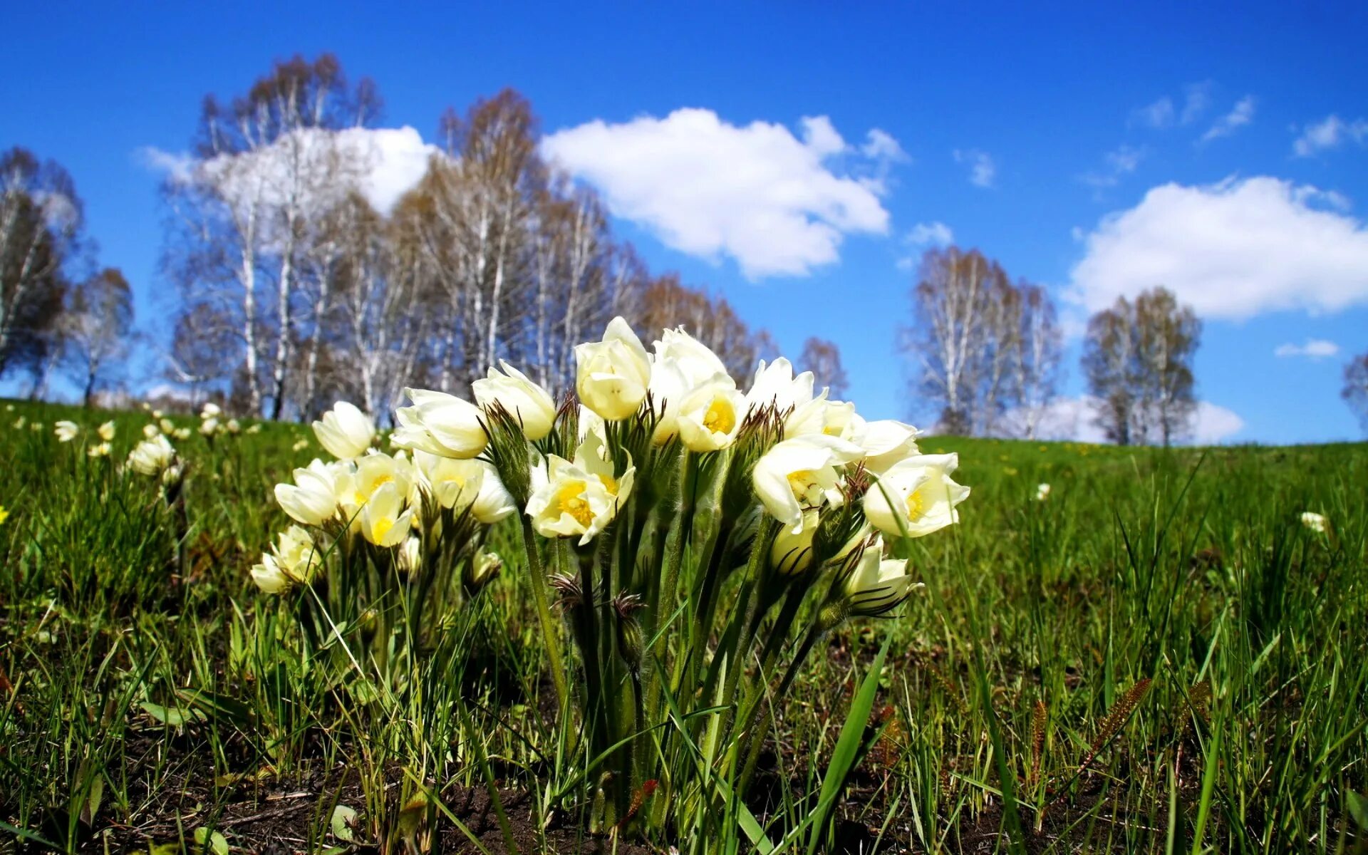 С первым днем весны природа. Весенние первоцветы Сибири. Первоцветы Лаго Наки. Первоцвет примула Сибирь. Цветы подснежники Сибирские.