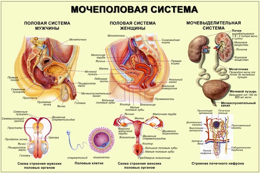 Орган мужской половой системы человека. Схема мочеполовой системы у женщин. Схема строения мочевыделительной системы у женщин. Строение человека внутренние органы женщины Мочеполовая система. Строение мочеполовой системы у женщин.