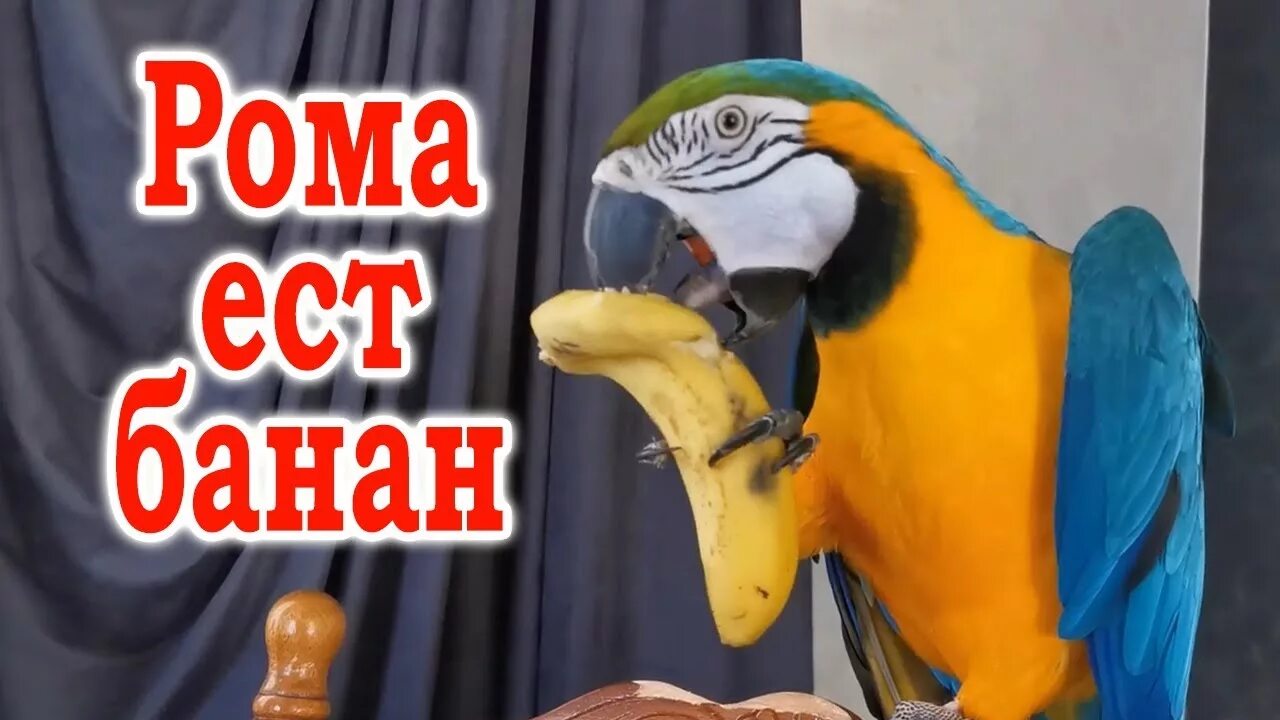Попугай ара говорит. Попугай ест банан. Попугай бананчик.