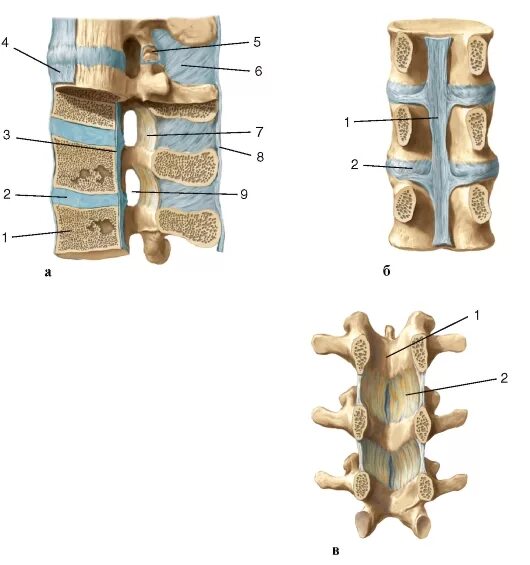 Соединение позвонков вид сбоку. Межпозвоночный диск Тип соединения костей. Межпозвоночные суставы анатомия. Связки между остистыми отростками позвонков.