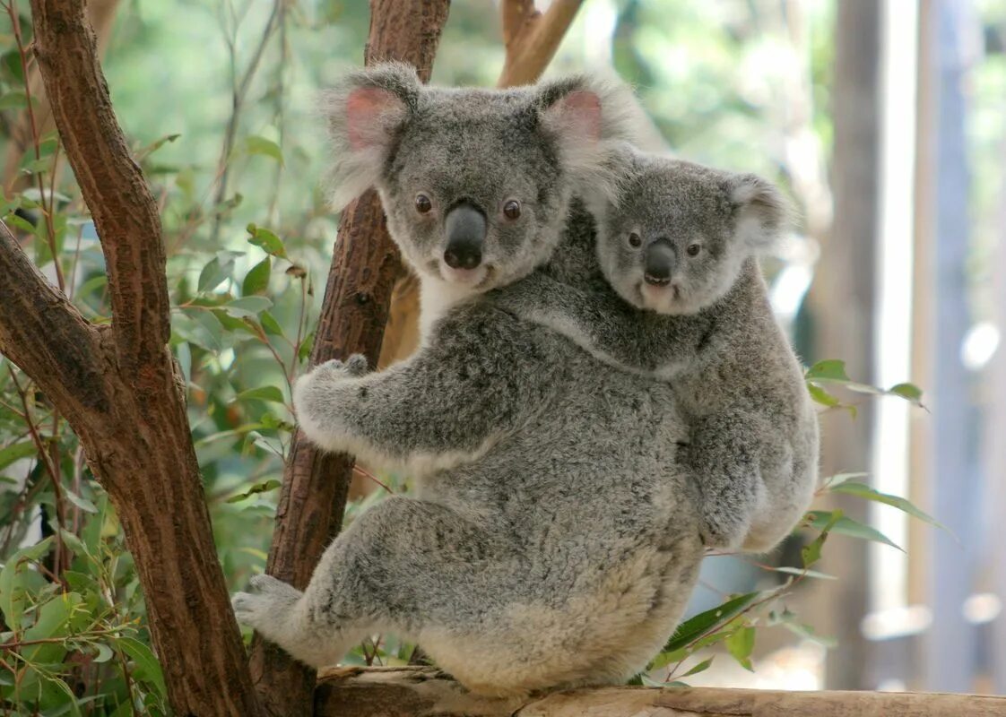 Коала сумчатое. Лоун Пайн коала. Австралия сумчатые коала. Сумчатый мишка коала. Тип развития коалы