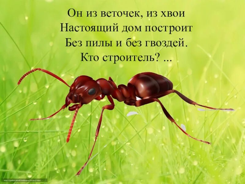 Кто такие насекомые 1. Кто такие насекомые 1 класс. насекомое кто они такие тема. кто такой косикосиножка. кто такой жумжук.