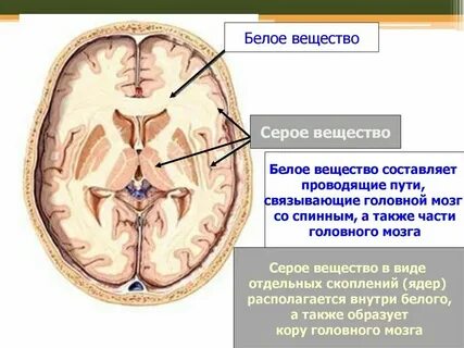 Серое вещество мозга что делает