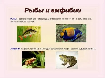 Животные дышащие жабрами