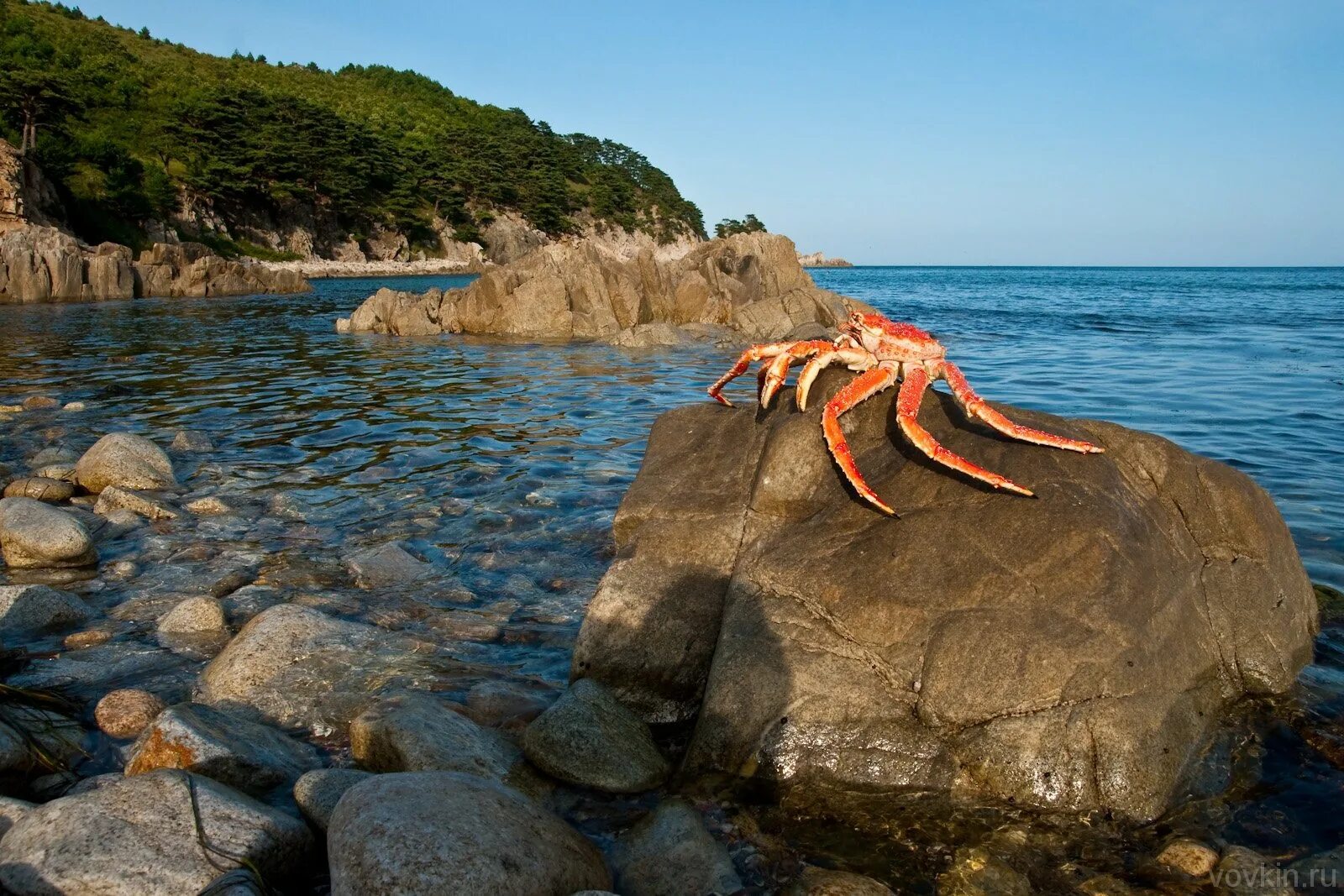 Краб приморский. Остров Краббе Приморский край. Полуостров Краббе Приморье. Бухта Агатовая Приморский край полуостров Краббе. Полуостров Краббе Хасанский район.