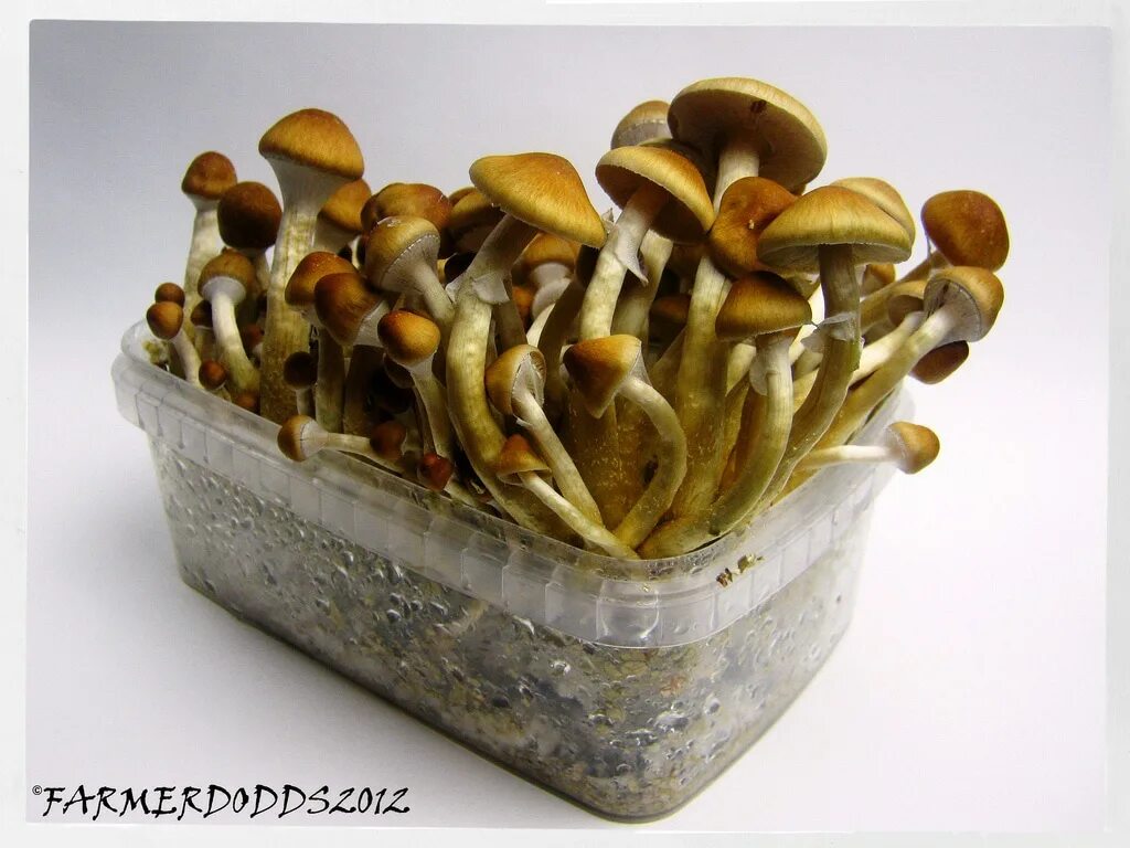Голден тичер. Golden teacher черные. Golden teacher aquakey. Golden teacher трип. Примордии golden teacher.