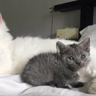 Дымчатый котенок