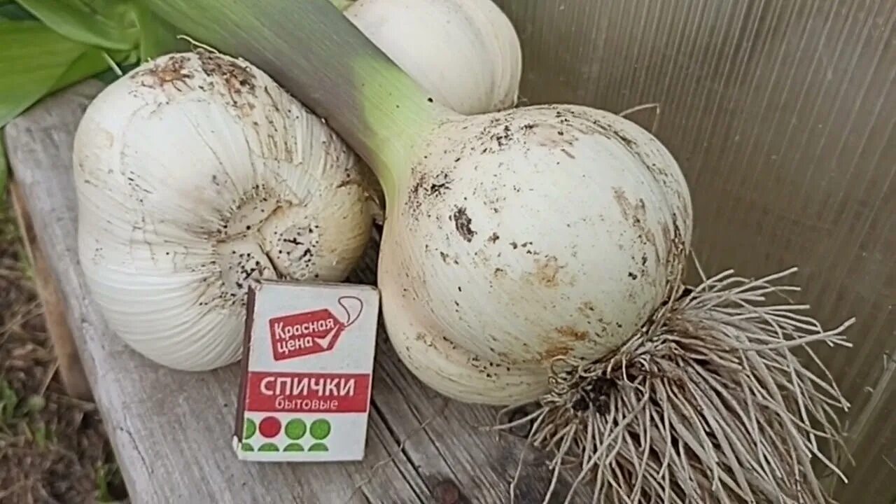Чеснок медвежий коготь описание сорта фото отзывы. 1 головка чеснока. Чеснок медвежий коготь описание сорта фото отзывы. Чеснок медвежий коготь описание сорта фото отзывы. Чеснок медвежий коготь описание сорта фото отзывы.