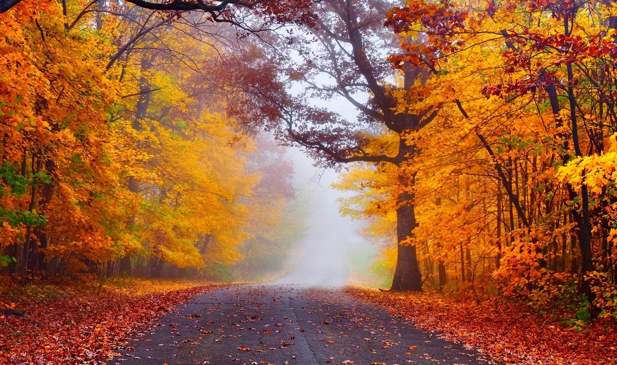 Может ли вас взволновать красота осеннего леса. Осенний лес. Осенняя дорога. Обои осень. Осень фото красивые.