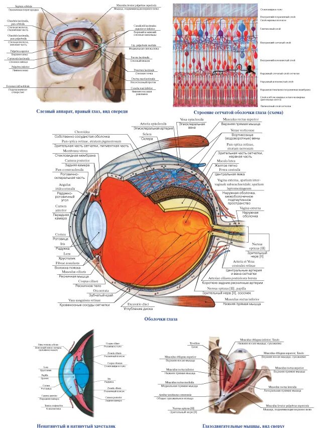 1 орган зрения строение. Строение глаза анатомический атлас. Строение глаза анатомия Сапин. Схема строения глаза. Строение органа зрения.
