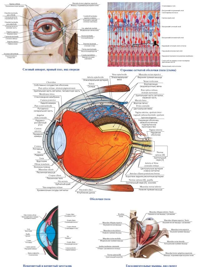 Анатомическое строение глаза