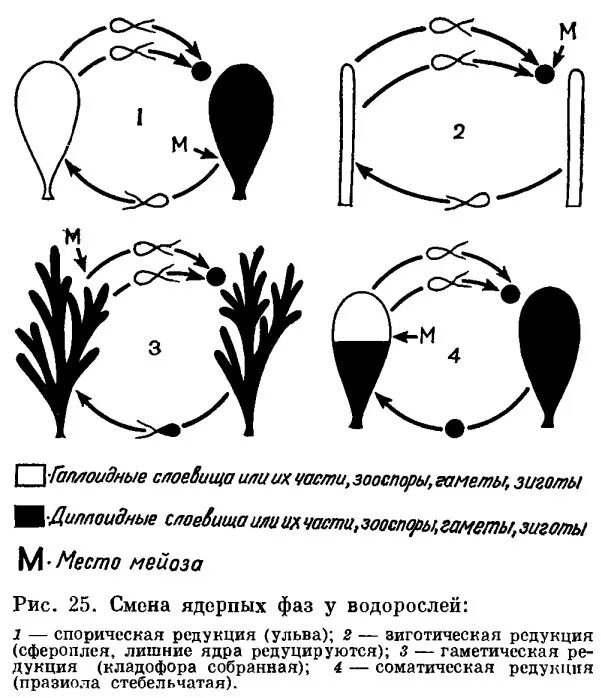 Виды жизненных циклов водорослей. Гаплофазный жизненный цикл. диплофазный жизненный цикл. типы жизненных циклов водорослей. жизненный цикл prasiola.