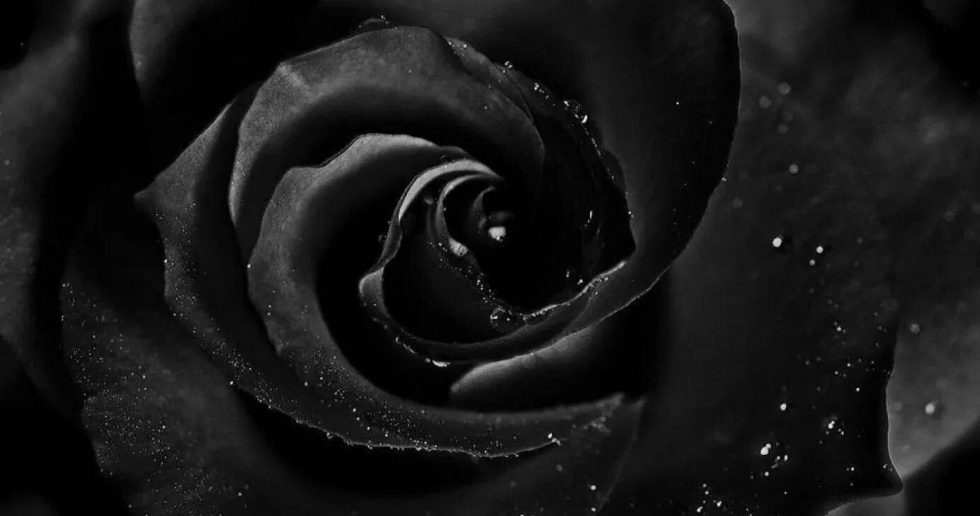 Черные любой. Черная роза. Черные обои. Красивый черный цвет. Темные цветы.