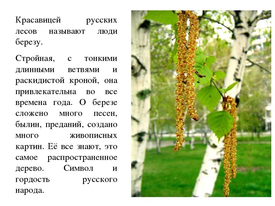 Текст русская березка. Информация о русской берёзе. Описание березы. Сообщение о Березе. Доклад про березу.