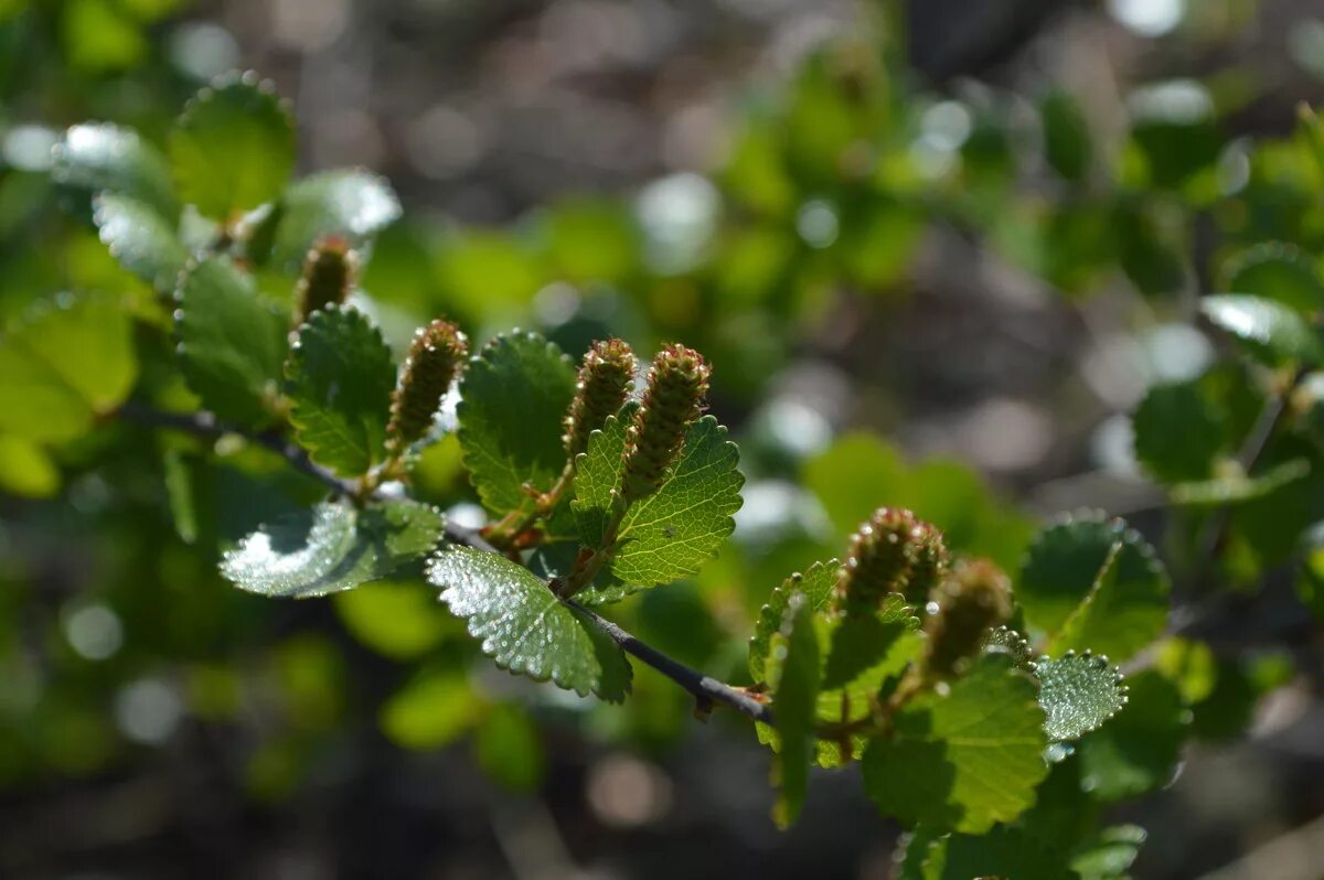 береза и карликовая береза. карликовая берëзкалесотундра. карликовые берёзы (ёрник. береза карликовая betula nana. береза карликовая голден треже.