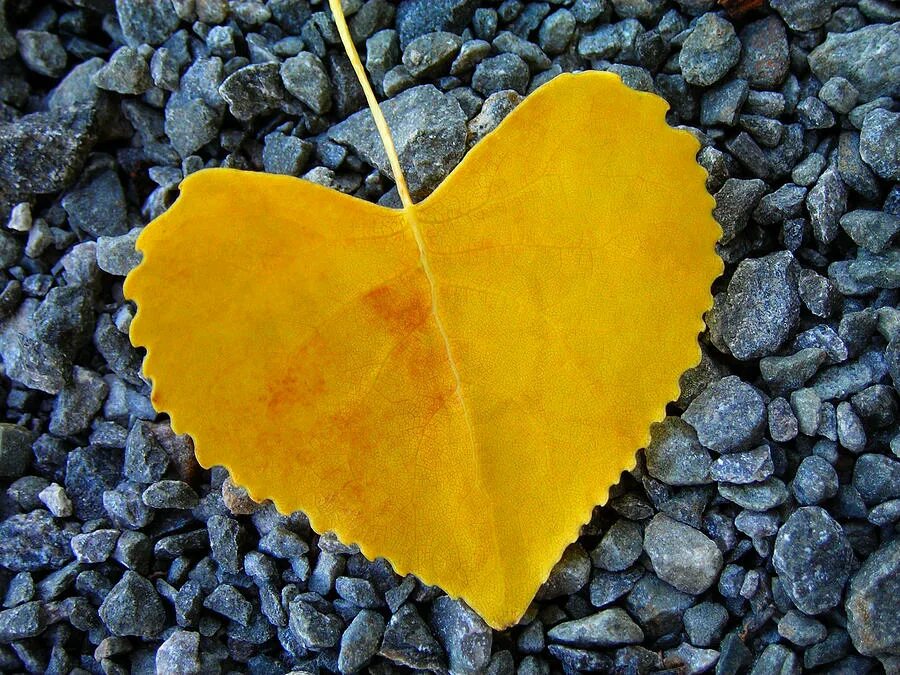 сердце на белом листе. осень любовь. любимым листом 3. осенние послание. фотоальбом магнитный с окошками.