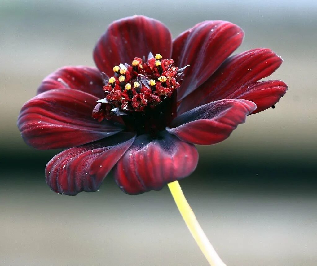 Удивительное о цветах. Космея atrosanguineus. Шоколадная космея цветок. Цветок космос atrosanguineus. Черная космея (шоколадный космос).