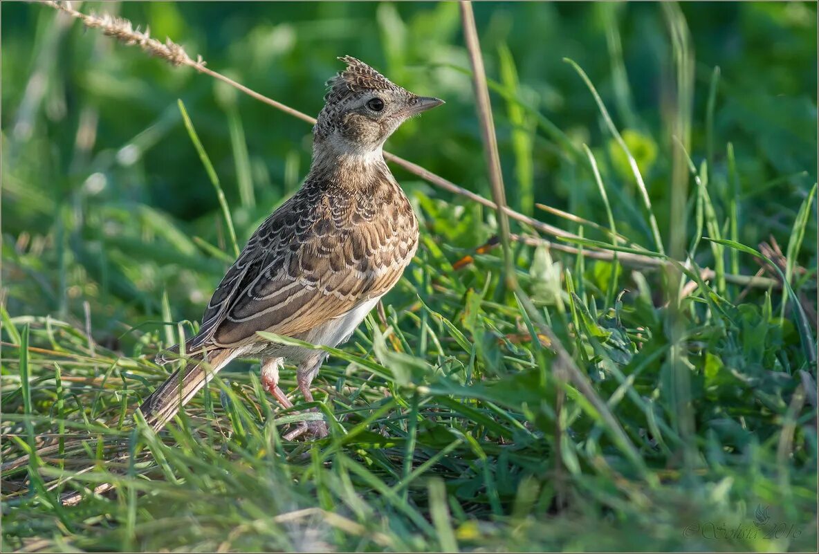 Полевой жаворонок окружающий мир. Как выглядит полевой. Полевой жаворонок перелетная. Птица полевой жаворонок. Полевой птица полевой жаворонок.