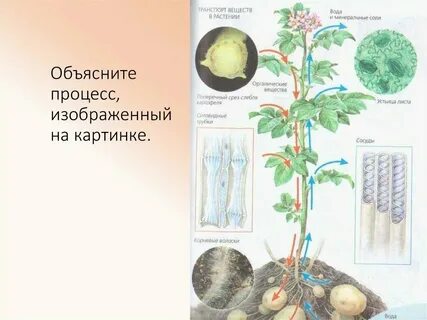 Передвижение питательных веществ какая ткань