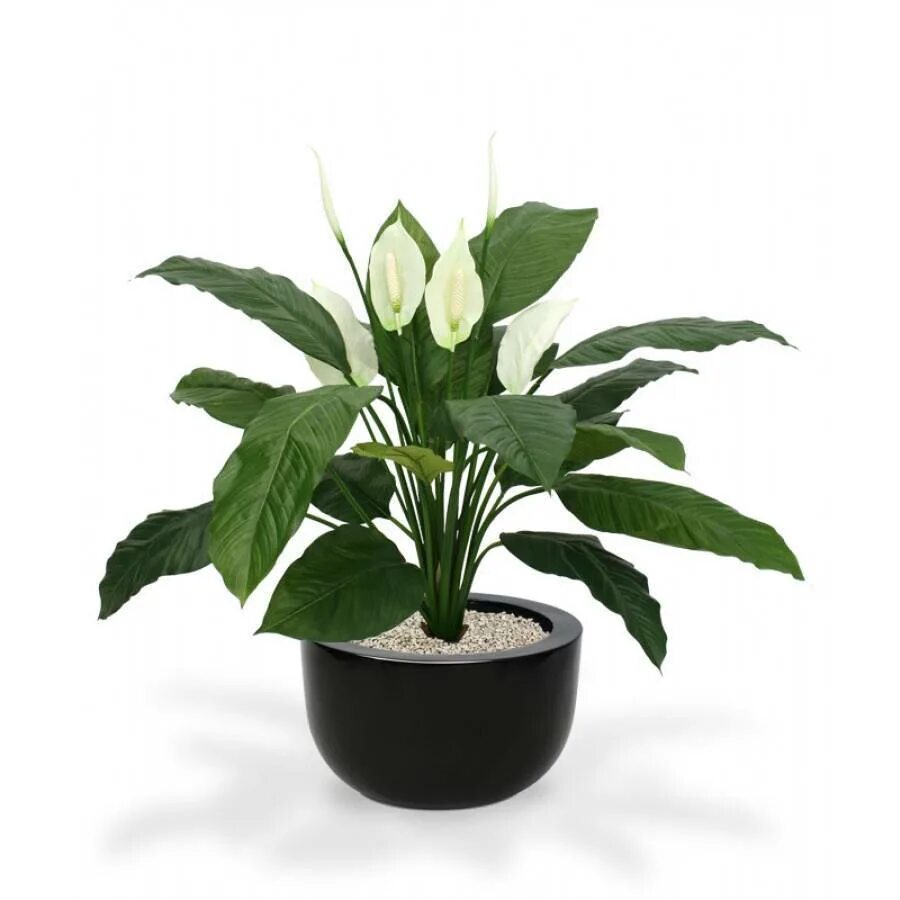 Спатифиллум сенсейшен. Спатифиллум Уоллиса (Spathiphyllum wallisii). Спатифиллум сенсация. Спатифиллум геликониелистный (Spathiphyllum heliconiifolium).