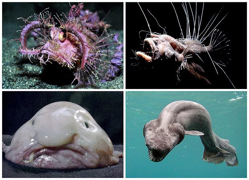 Почему глубоководные рыбы. Марианская впадина удильщик. Глубинные морские обитатели. Странные морские обитатели. Подводные обитатели океана.