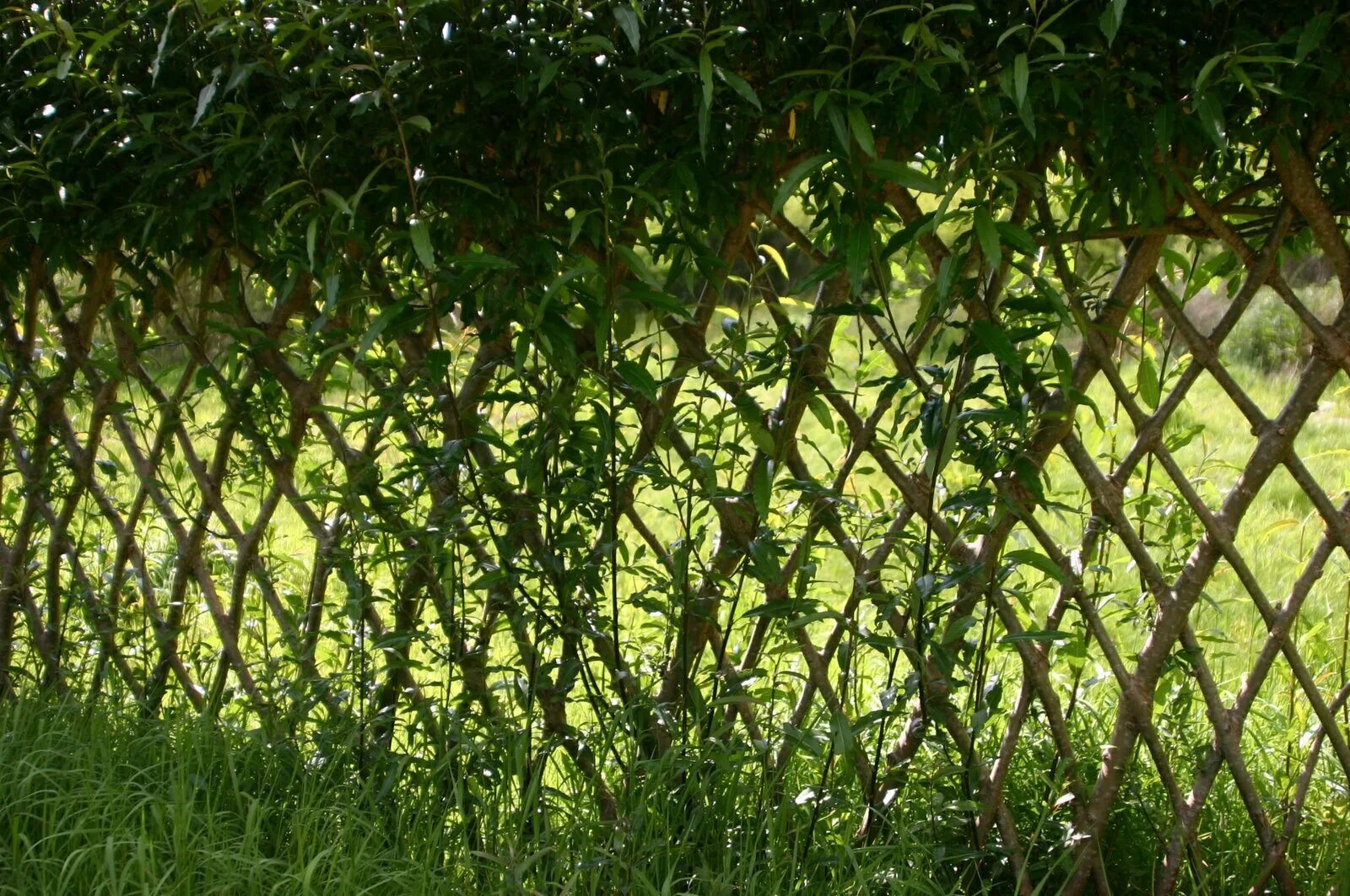 Living fence. Ивовая изгородь живая. Ива плакучая для живой изгороди. Ивовая изгородь живая. Ивовая изгородь живая.