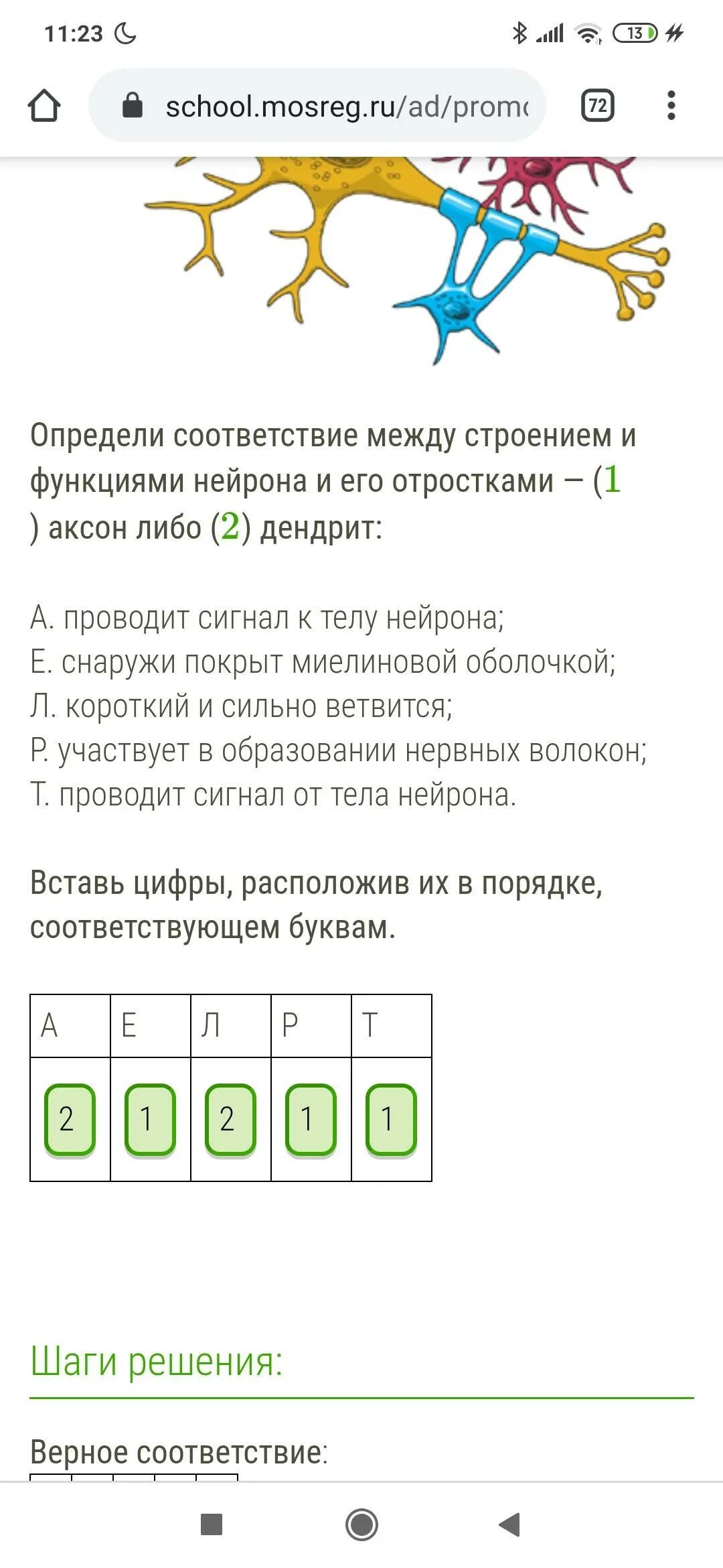 В функции нейронов не входит цифры ответ. Соответствие между строением и функциями нейрона и его отростками. определи соответствие между между функцией нейрона и его видом. установите соответствие между функцией и его нейрона и его видом. укажите соответствие между функцией нейронной системы.