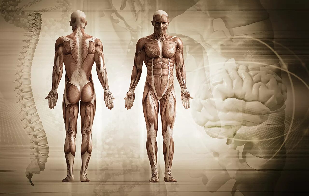 Анатомия человека. Анатомия тела. Мышцы человека. Human result