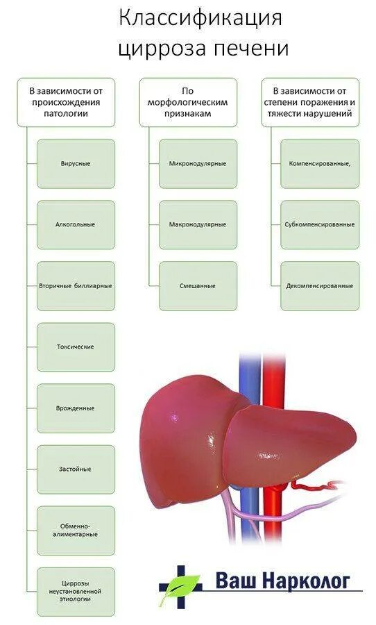 Симптомы лечения печени. Стадии поражения цирроза печени. Цирроз печени синдромы начальная стадия. Клинико-морфологические формы циррозов печени. Этапы заболевание цирроза печени.