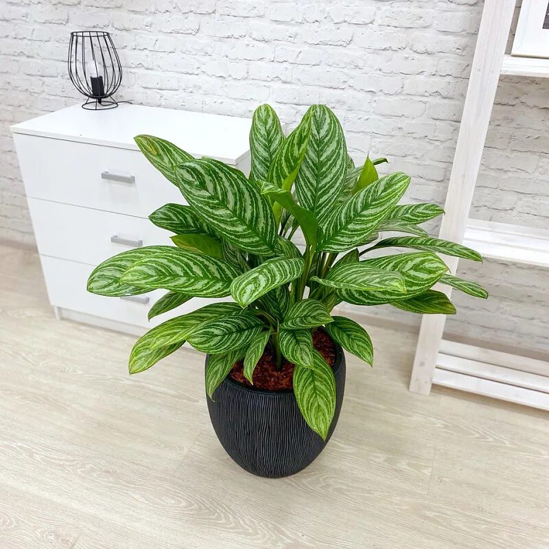 Аглаонема страйпс. Аглаонема страйпс. Аглаонема. Аглаонема сильвер рейн. Аглаонема длиннолистная.