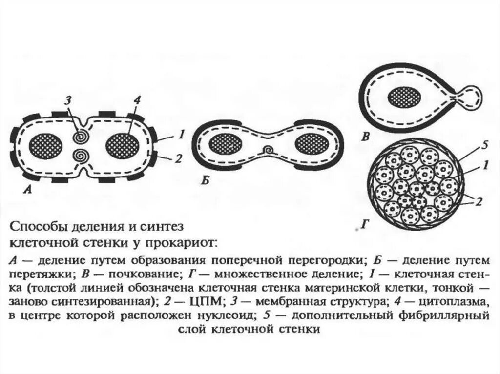 У какой клетки образуется клеточная перетяжка