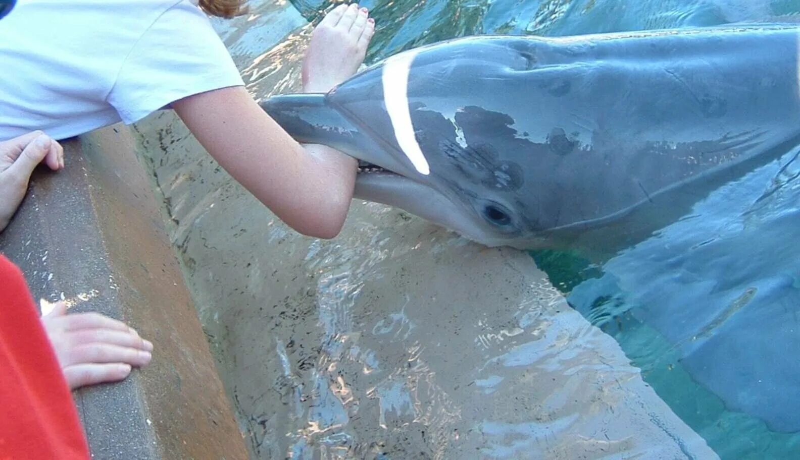 Есть ли дельфин людей