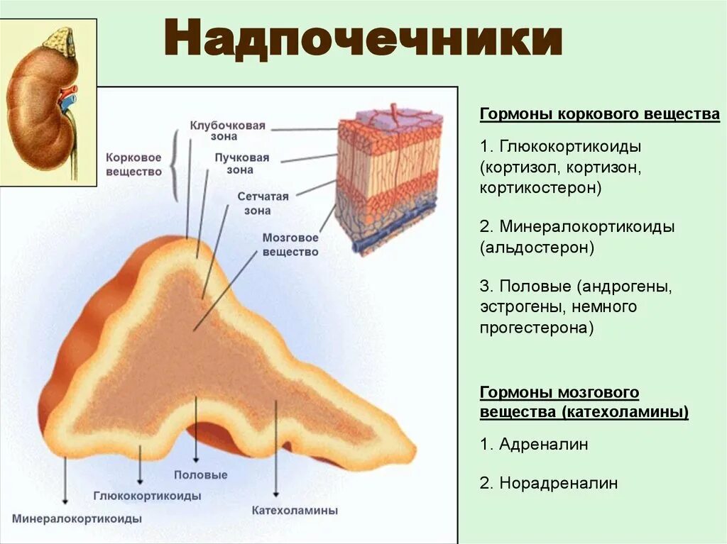 Сетчатая коры надпочечников. Строение коры надпочечников. Гормоны мозгового слоя надпочечников структура. Гормоны коркового слоя надпочечников таблица. Надпочечники строение гормоны зоны.