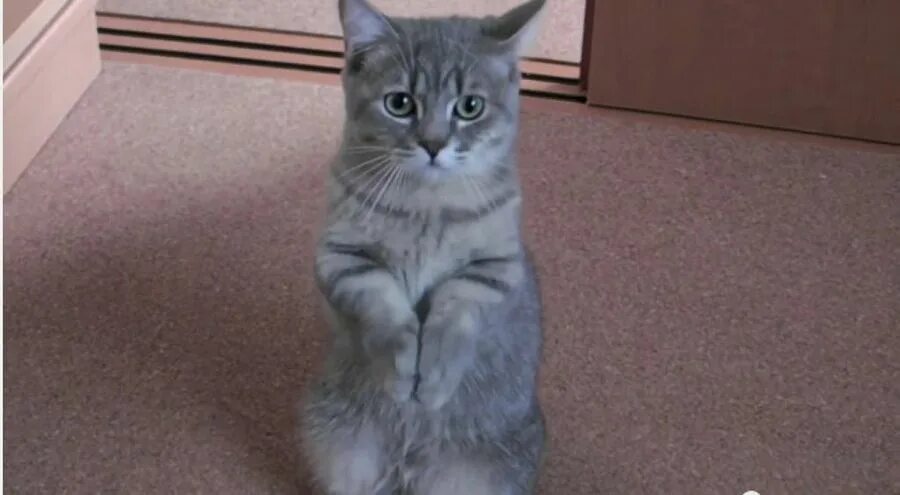 Please give me this. Кот просит гиф. Gif котик просит. Кот умоляет. Умоляю гиф.
