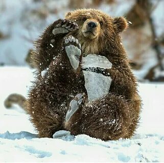 Всю зиму медведь ответ