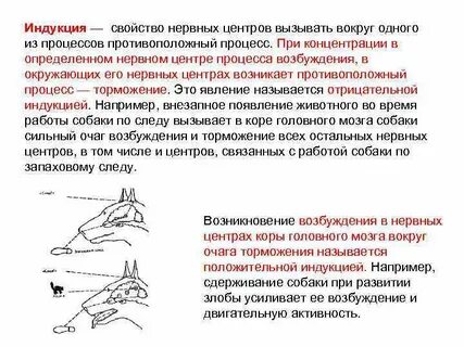 Возбуждение и торможение нервных процессов