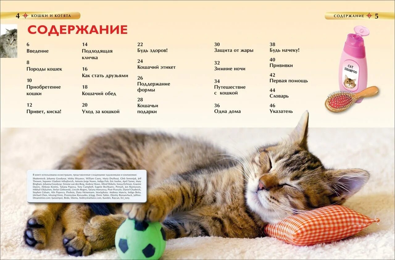 Содержание котенка. Содержание кошек. список вещей для котенка. список для котят. необходимые вещи для котенка.