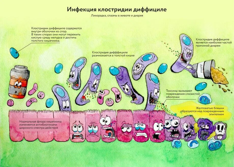 Clostridium difficile что это. Клостридиум диффициле ассоциированная диарея. Экзотоксины Clostridium difficile.