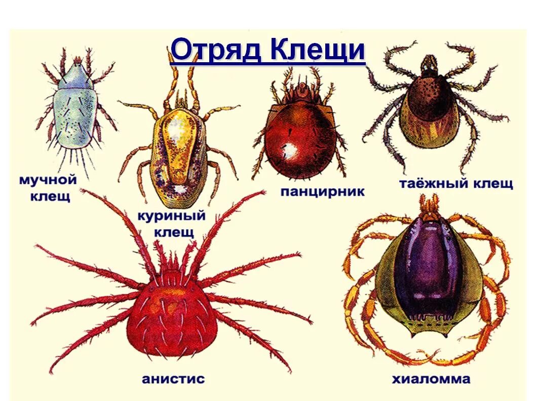 Клещ является насекомым. Иксодовые клещи паукообразные. иксодовые клещи представители. клещи паукообразные представители. виды клещей опасных.