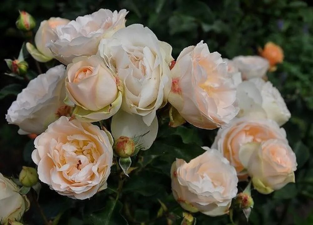 Розы 2024 питомник. Розы 2024 питомник. Розы 2024 питомник. Розы 2024 питомник. Розы 2024 питомник.