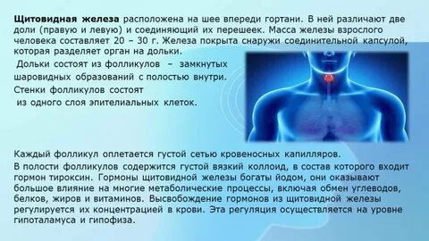 Щитовидная железа оказывает влияние на
