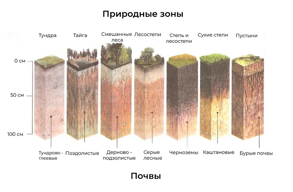 Зона тундры почвы подзолистые. 3. дерново –подзолистые почвы. тундрово-глеевые почвы природная зона. мощность гумусового горизонта дерново-подзолистых почв. тундра глеевые почвы дерново подзолистые черноземы.