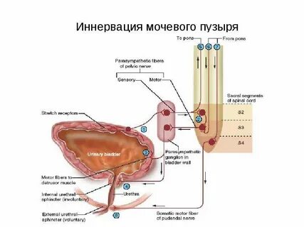 Центр рефлекса мочеиспускания