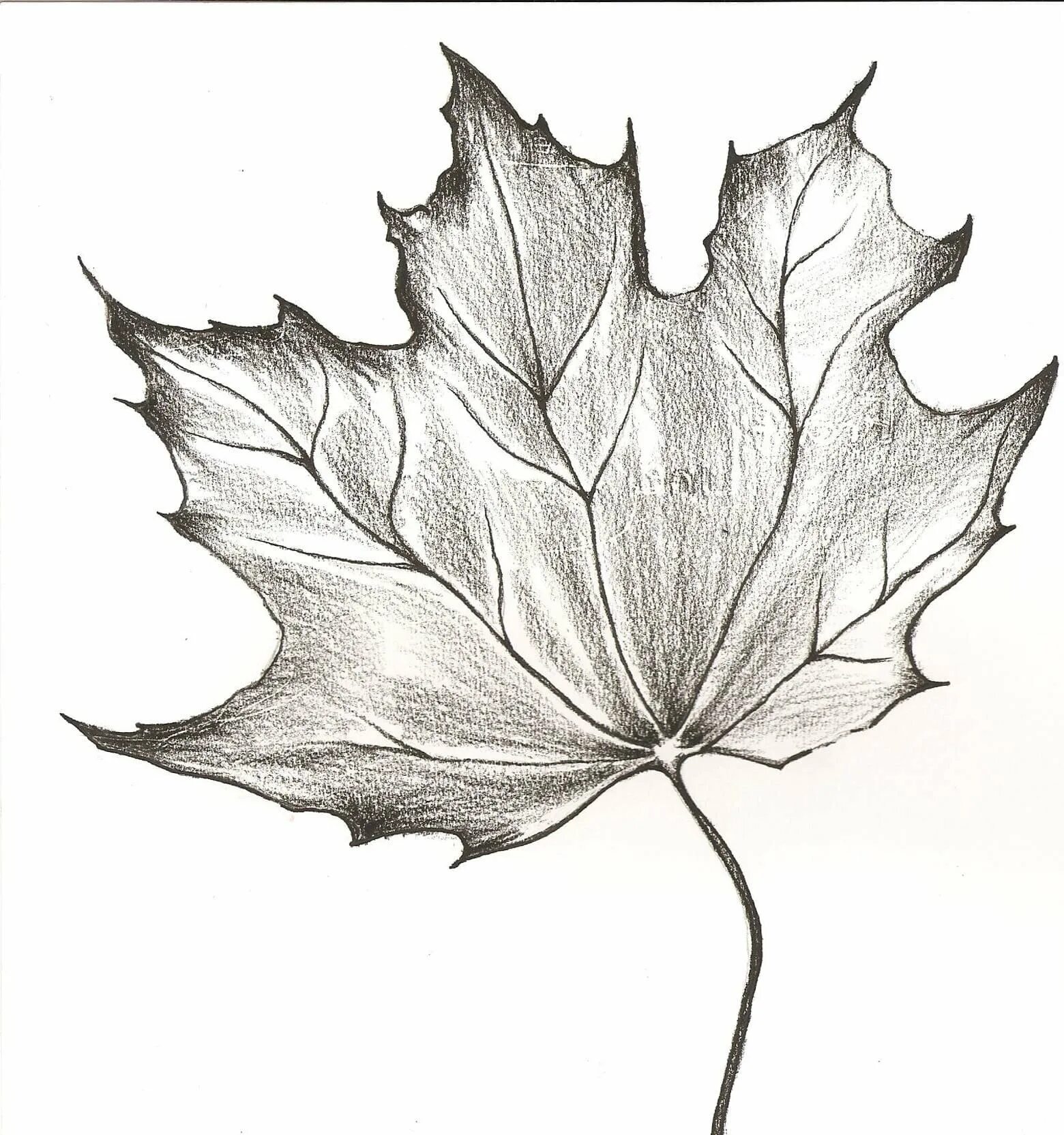 Leaf Line Drawing Instant Download Leaf Art Fall Leaves Etsy Fall leaves tattoo,