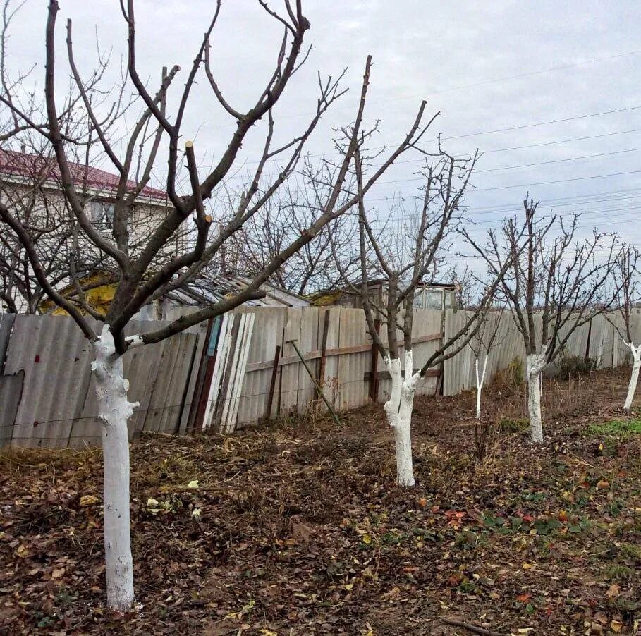 Опрыскивание деревьев. Побелка штамбов деревьев. Побелка стволов деревьев. Побелка деревьев в саду весной. Побелка деревьев на даче.