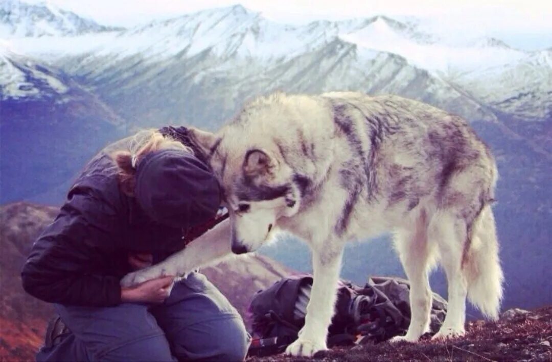 Добрый по натуре. Волк и человек Дружба. Волк друг человека.