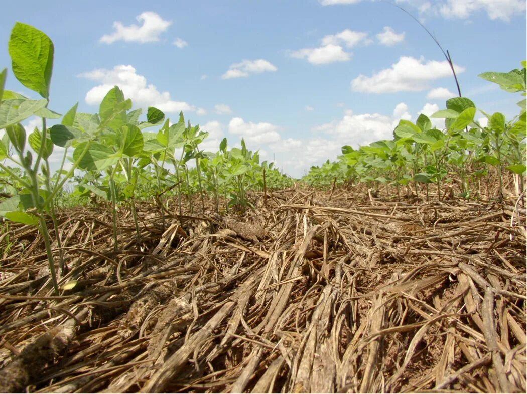 Ноу Тилл. Ноу-Тилл технология. No till технология в сельском хозяйстве. Почва ноутил.