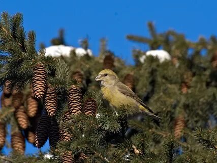 Скрипят клесты звенят синицы смеется